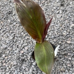 カンナ　宿根草　ガーデニング　花苗の画像