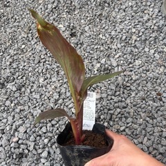 カンナ　宿根草　ガーデニング　花苗の画像