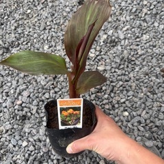 カンナ　宿根草　ガーデニング　花苗