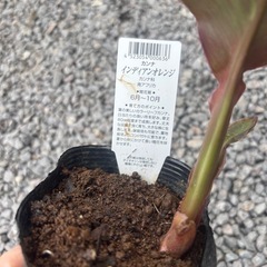 カンナ　宿根草　ガーデニング　花苗の画像