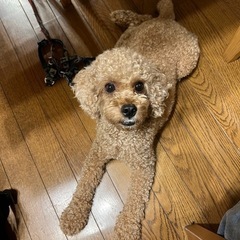 トイプードル
