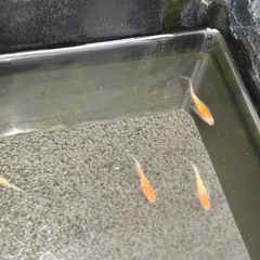 メダカ（紅白ラメ鰭長）の画像