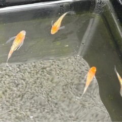 メダカ（紅白ラメ鰭長）