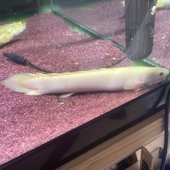 ポリプテルスアルビノセネガルス