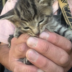 子猫の里親募集してます！