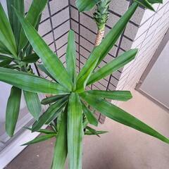 ユッカ(青年の木)【1】の画像