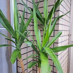 ユッカ(青年の木)【1】の画像