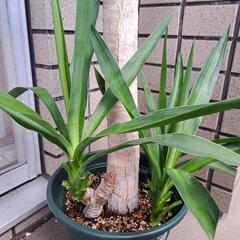 ユッカ(青年の木)【1】の画像