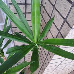 ユッカ(青年の木)【1】の画像