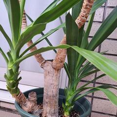 ユッカ(青年の木)【2】の画像
