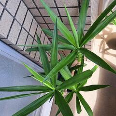ユッカ(青年の木)【2】の画像