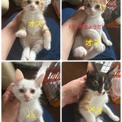 1.5ヶ月かわいいきょうだい(=^x^=)