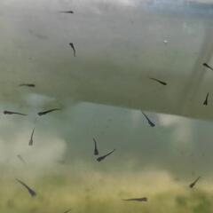 ★めだか〜オロチ（大蛇）稚魚20匹