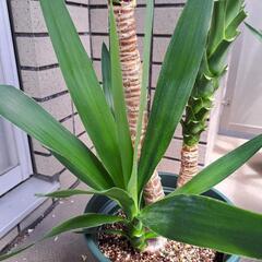 ユッカ(青年の木)【3】の画像