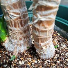 ユッカ(青年の木)【3】の画像