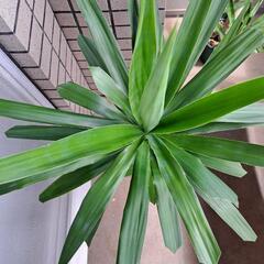 ユッカ(青年の木)【3】の画像