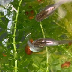 産卵中‼️ 🐟ダークブラウンプラチナ針子　30匹➕α🐟の画像