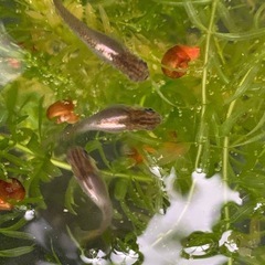 産卵中‼️ 🐟ダークブラウンプラチナ針子　30匹➕α🐟
