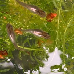 産卵中‼️ 🐟ダークブラウンプラチナ針子　30匹➕α🐟の画像