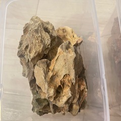 陽火石　水槽　アクアリウムにの画像