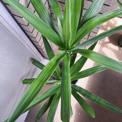 ユッカ(青年の木)【4】の画像