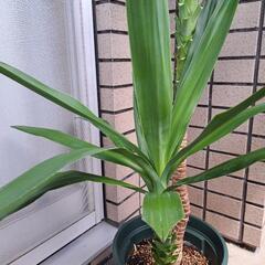 ユッカ(青年の木)【4】の画像