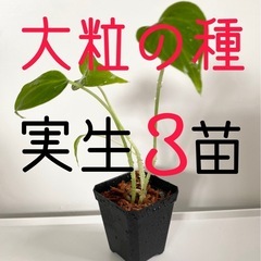 大粒のモンステラデリシオーサの種から生育した実生です！3苗（株）⑥