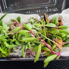多肉植物カット苗⑳の画像