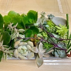 多肉植物カット苗⑳の画像