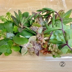 多肉植物カット苗⑳の画像