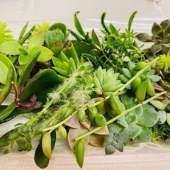 多肉植物カット苗⑳の画像