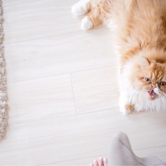 エキゾチック猫