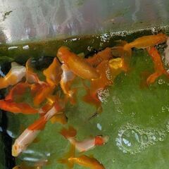 ランチュウ　金魚