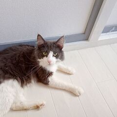 ノルウェージャンフォレストキャット