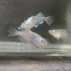 産卵中‼️🐟ドラゴンブルー針子　
30匹 ➕α 🐟の画像