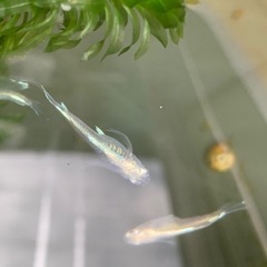 産卵中‼️🐟ドラゴンブルー針子　
30匹 ➕α 🐟の画像