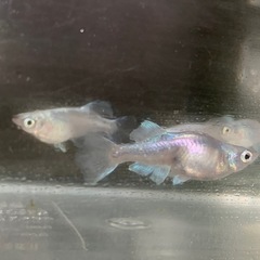 産卵中‼️🐟ドラゴンブルー針子　
30匹 ➕α 🐟