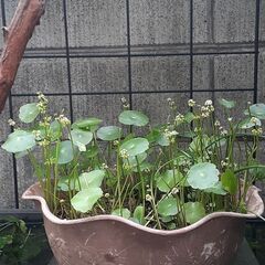 ウォーターマッシュルームの鉢植えの画像
