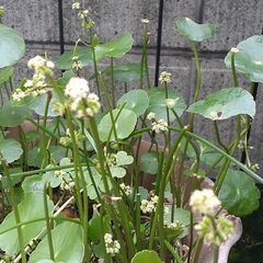 ウォーターマッシュルームの鉢植えの画像