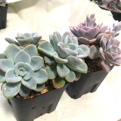 多肉植物　エケベリア　A