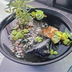メダカの円水鉢+フローティングネットの画像