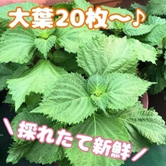 ✨採れたて新鮮✨ 大葉 しそ シソ 20枚〜お好きな枚数でお譲り...