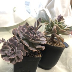 多肉植物　エケベリア　B