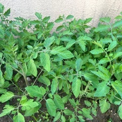 ミニトマト苗の画像