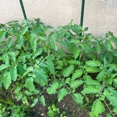 ミニトマト苗