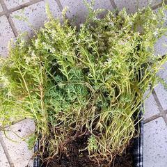 セダム パリダム（真珠星万年草） 抜き苗の画像