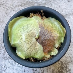 ビカクシダ フーンシキ⭐︎ 観葉植物　コウモリラン