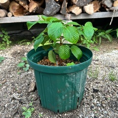 オオデマリ③の画像