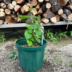 オオデマリ④の画像