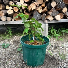 オオデマリ④の画像